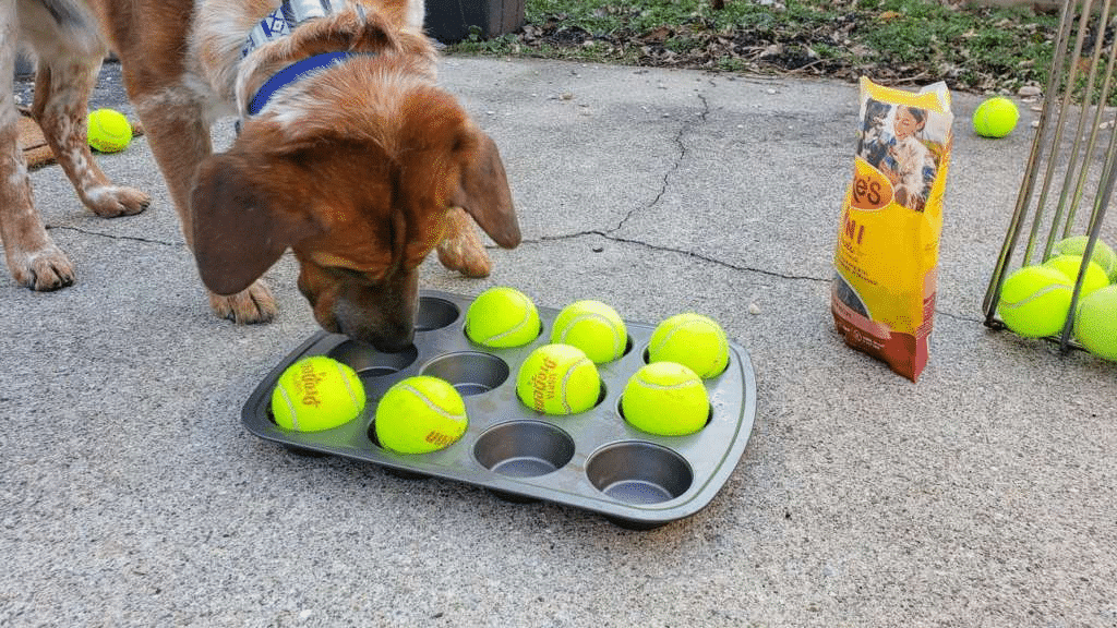 Pet Toy Blog Example Clever Ways To Turn Everyday Objects Into Diy Pet Toys